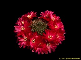 Sulcorebutia vasqueziana ssp. losenickyana WR477 2170